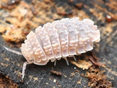 Dwarf Gator Isopods