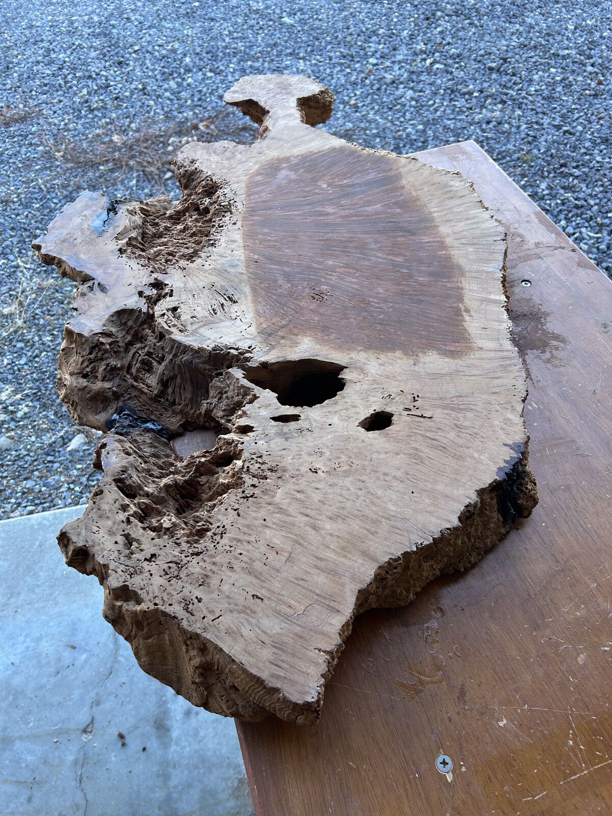 Redwood Burl Slabs