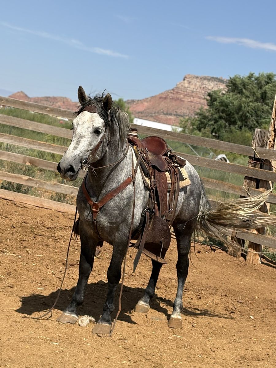 Andalusian stud