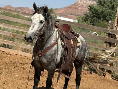 Andalusian stud