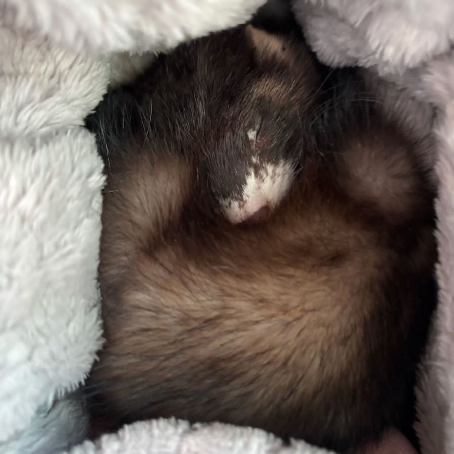 5 month female ferret
