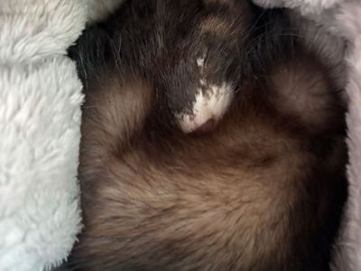 5 month female ferret
