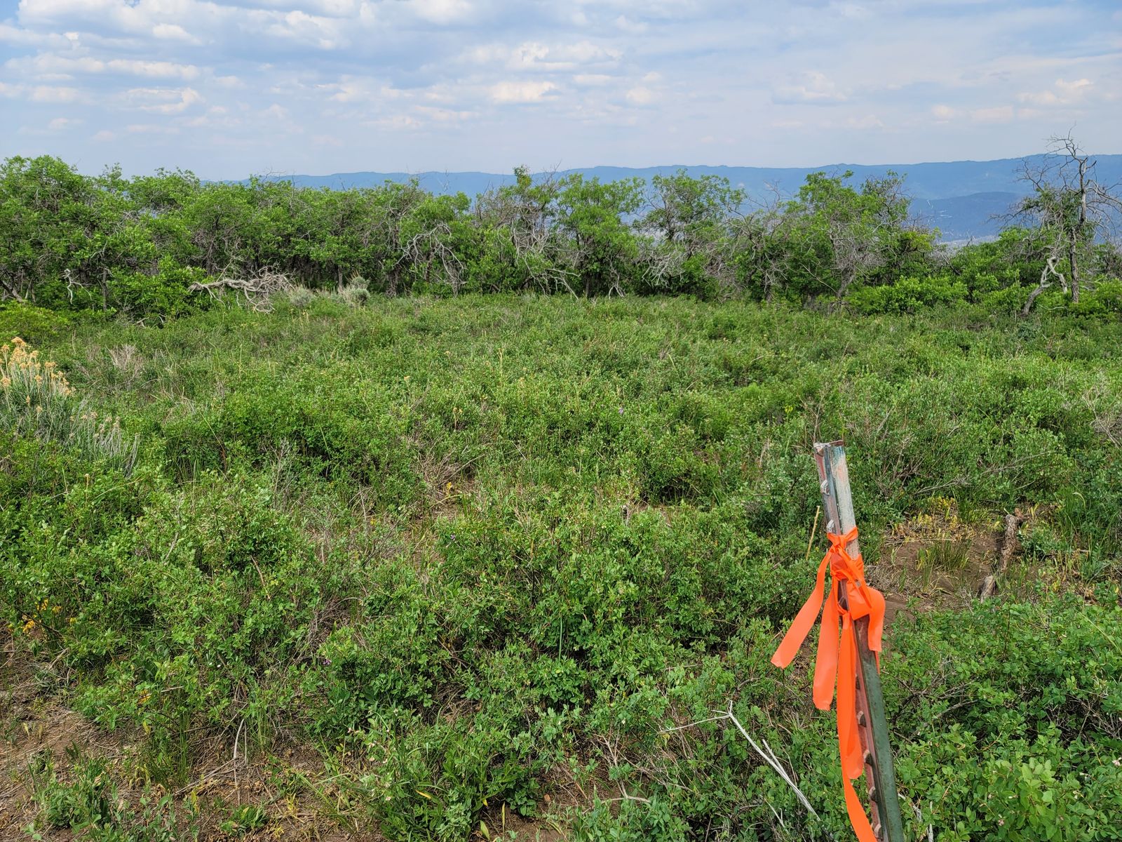 Main image 6