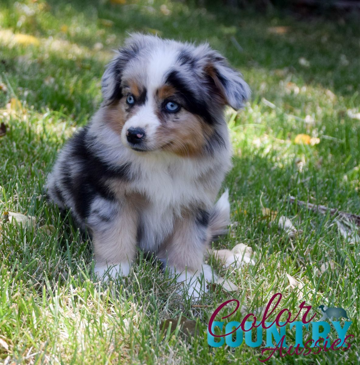 Blue Merle Mini Female