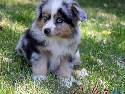 Blue Merle Mini Female