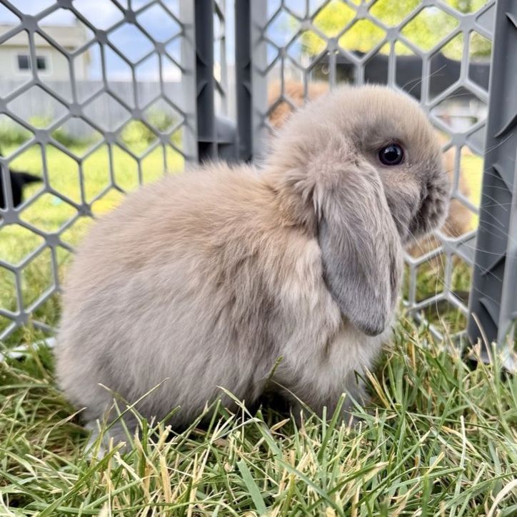 Purebred Holland Lop