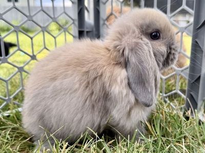 Purebred Holland Lop