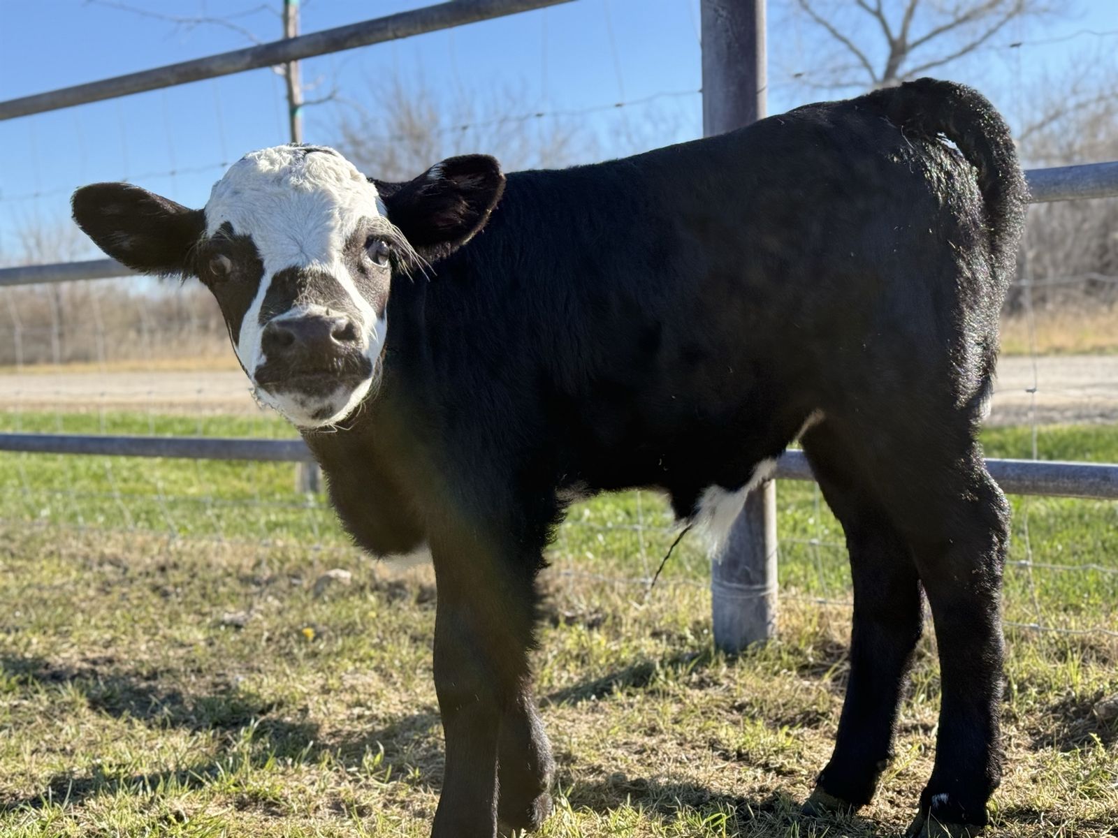 Mini Dexter, Lowline Angus Cross