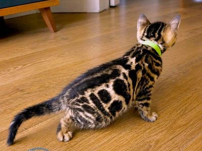 Bengal Purebred Kittens ready to go new home