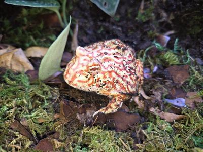 Juvenile Strawberry Pac-Man Frog