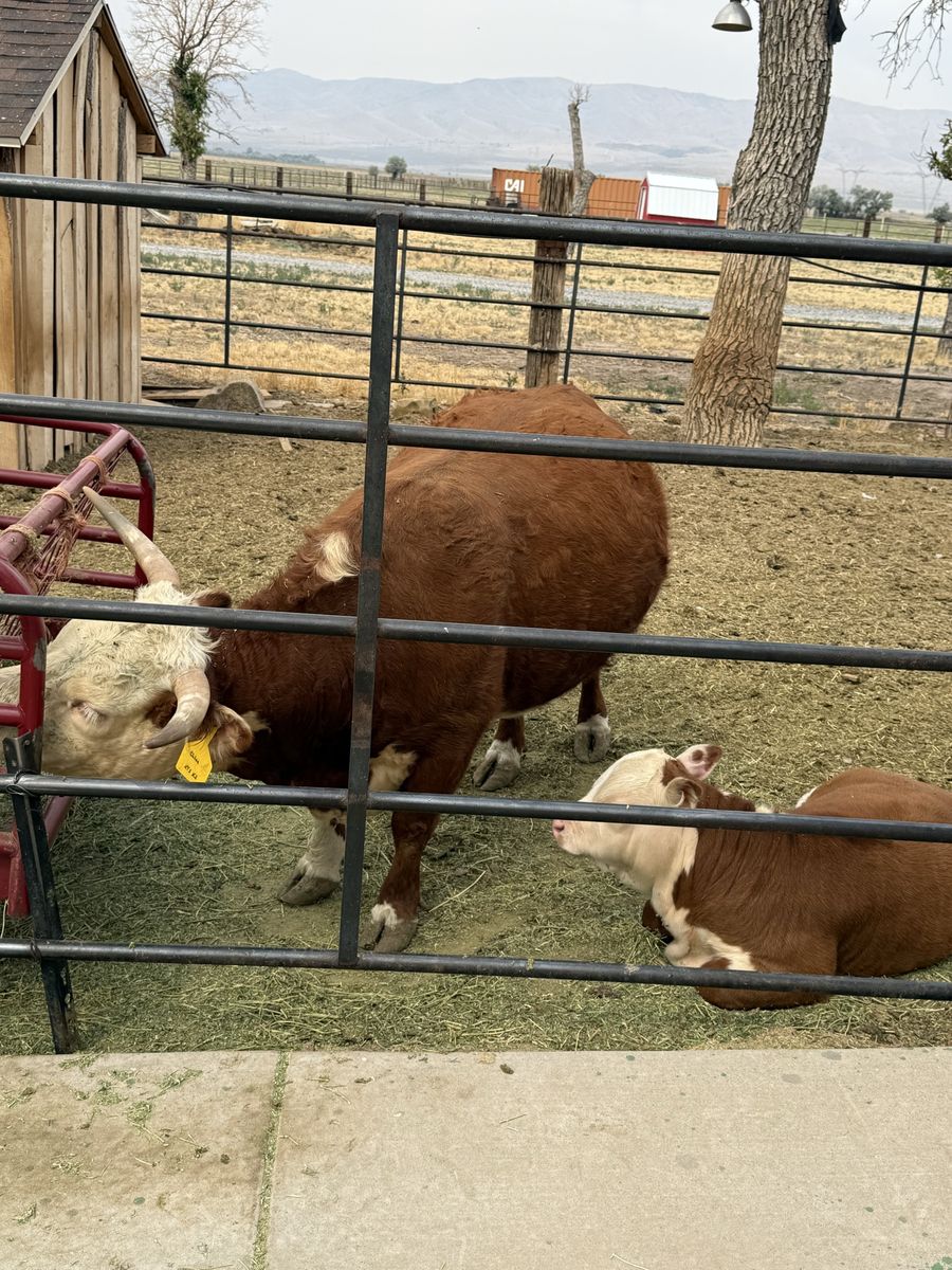 Mini Hereford