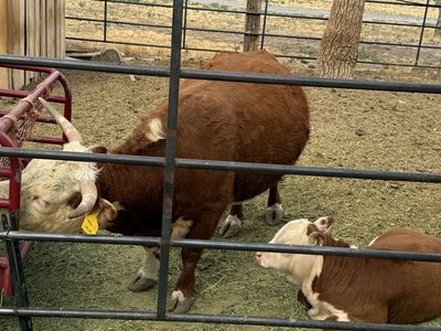 Mini Hereford