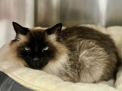 Hello my name is Masala