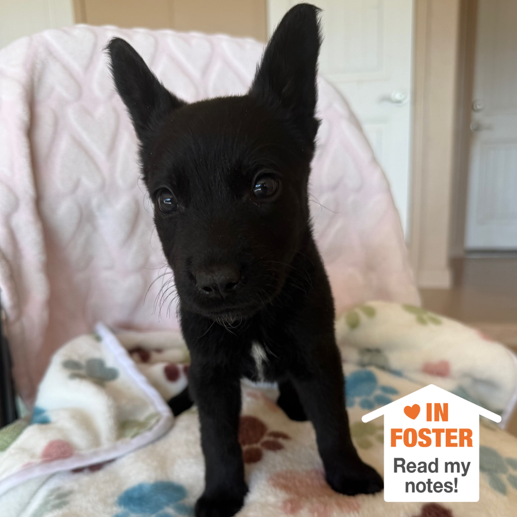 Hello my name is Tron