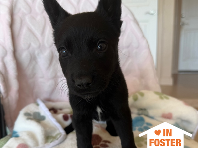 Hello my name is Tron