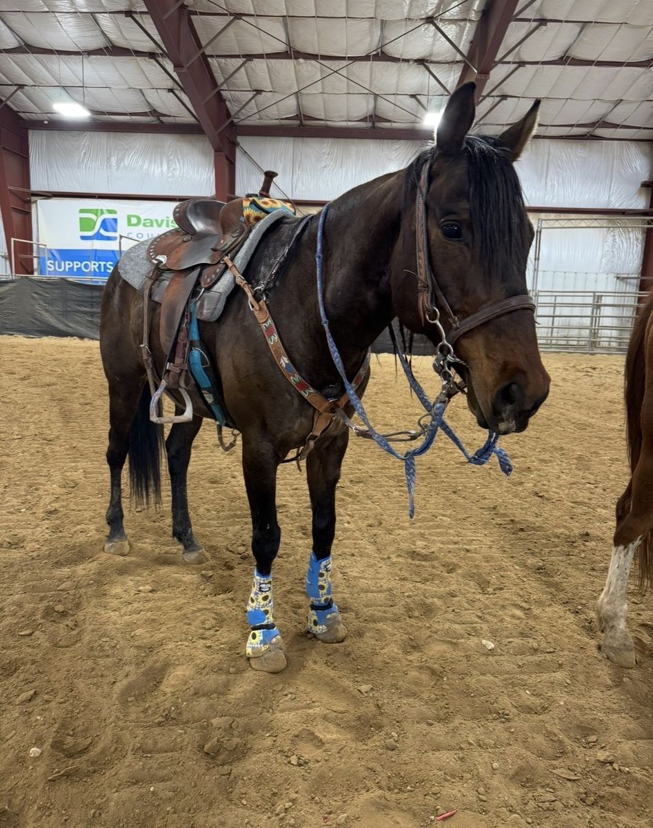 10 year old Quarter Bay Gelding