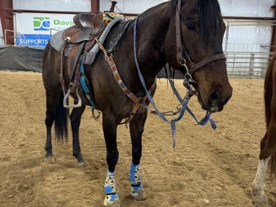 10 year old Quarter Bay Gelding