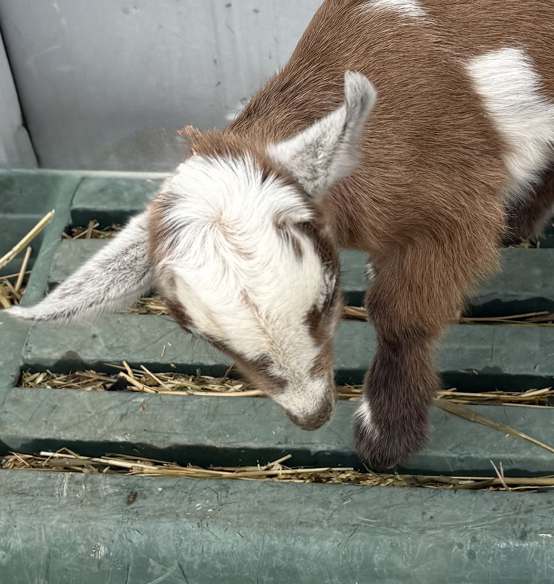 Bottle Baby Nubian and Nigerian dwarf goats