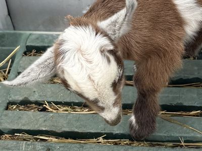 Bottle Baby Nubian and Nigerian dwarf goats