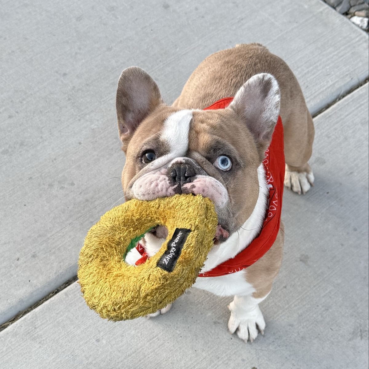 Busco Novia- I'm looking for a girlfriend