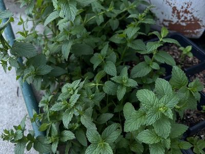 Baggie Of Healthy Mint Fresh Cuttings Menta Plant