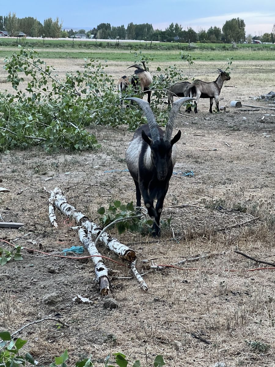 Alpine pack goat project herd.
