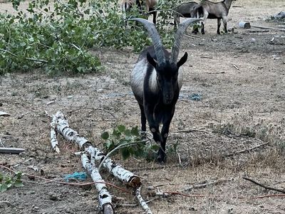 Alpine pack goat project herd.