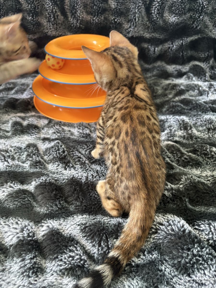 Purebred Bengal Kittens: Everest, Fuji, Yukon, Denali - Gold with Rosettes & Spots