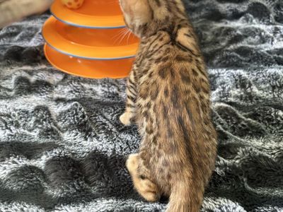 Purebred Bengal Kittens: Everest, Fuji, Yukon, Denali - Gold with Rosettes & Spots