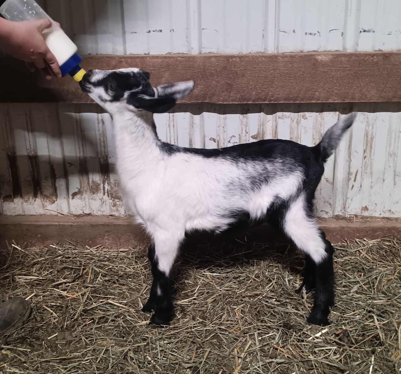 Bottle Buckling Pack Goats