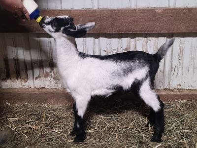 Bottle Buckling Pack Goats