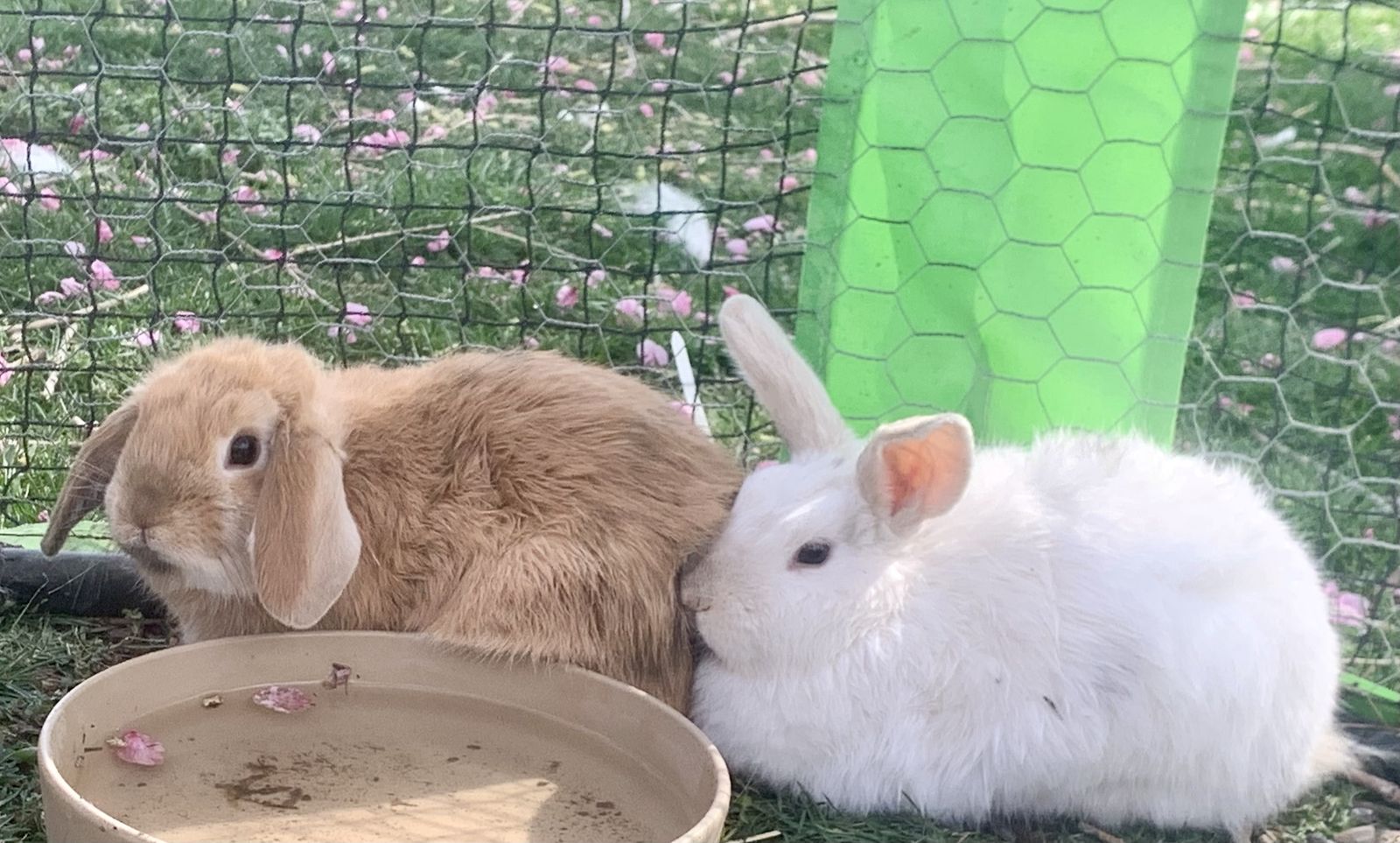 Unique Dwarf/Holland Lop Babies 2 Bucks Left!