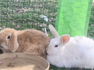 Unique Dwarf/Holland Lop Babies 2 Bucks Left!
