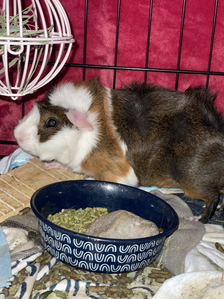 Adorable Guinea Pig Duo - Brown, White, and Tri-Color for Adoption