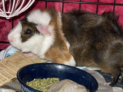 Adorable Guinea Pig Duo - Brown, White, and Tri-Color for Adoption