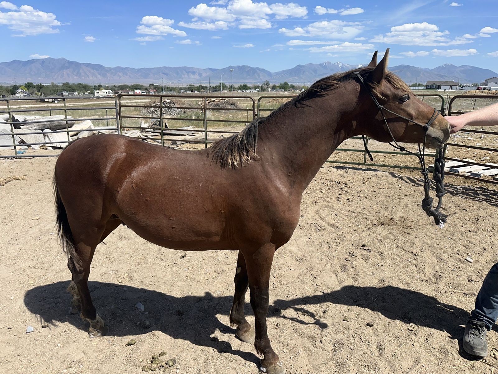 Morgan Stud Colt  17 months old