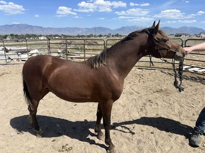 Morgan Stud Colt 17 months old