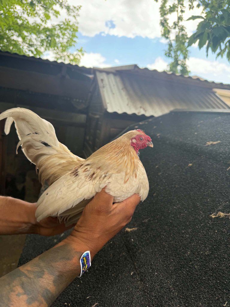 kikiriki rooster