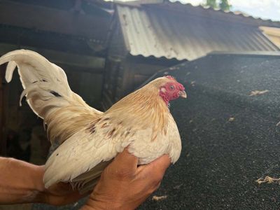 kikiriki rooster