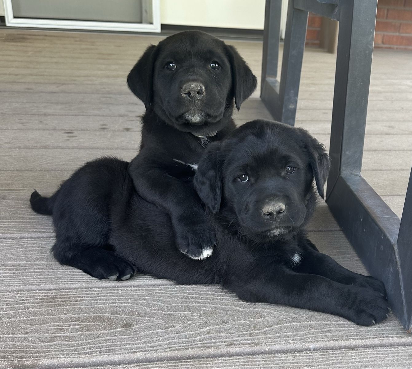 Lab / Saint Bernard cross puppies