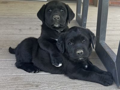 Lab / Saint Bernard cross puppies