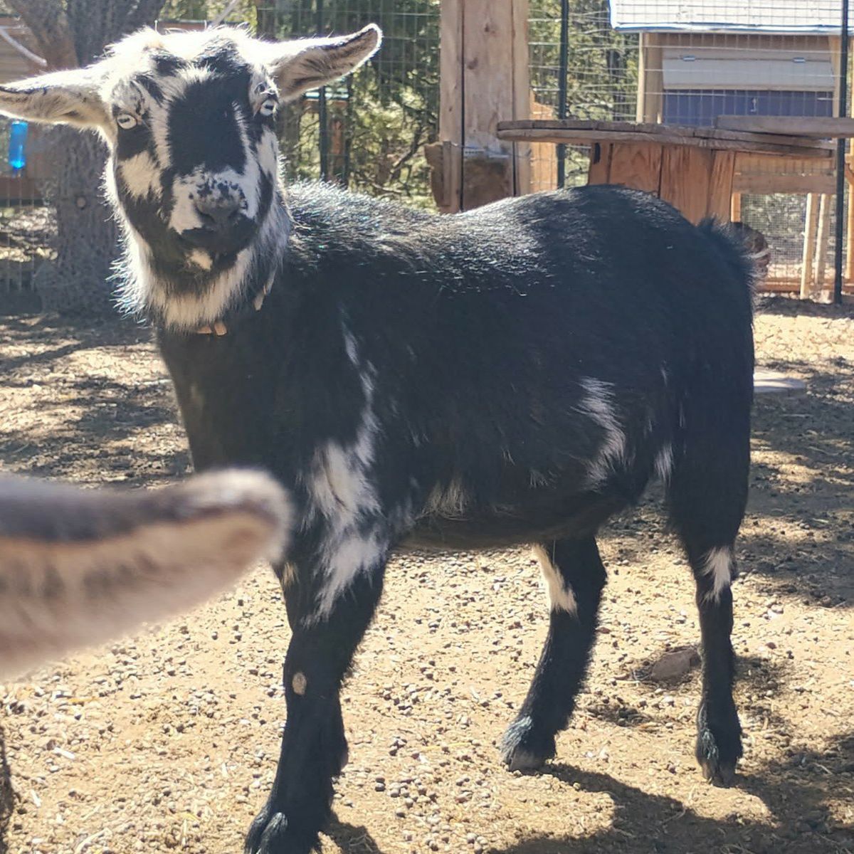 Nigerian doe (bred 2/16)