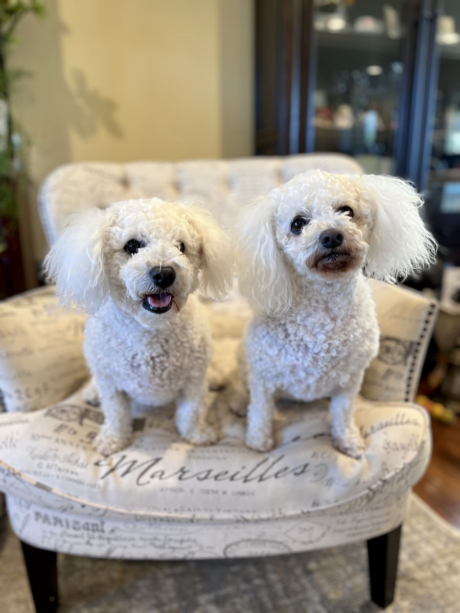 Bichon