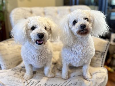 Bichon