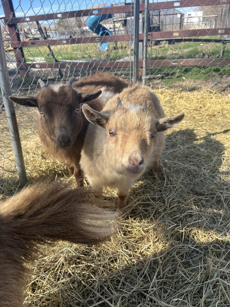 Weed eaters for sale