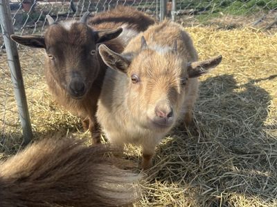 Weed eaters for sale