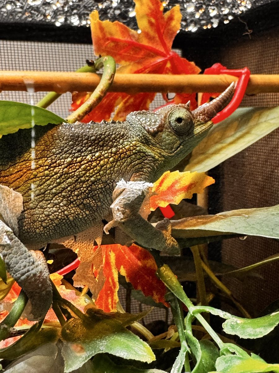 Juvenile Rainbow Jackson's Chameleon