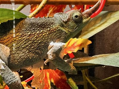 Juvenile Rainbow Jackson's Chameleon