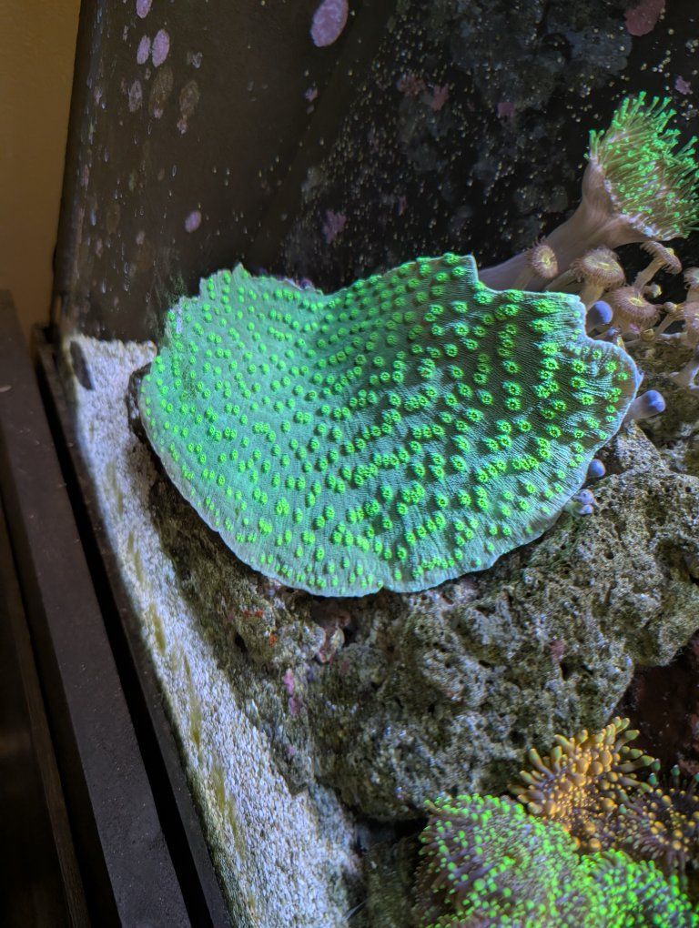Hollywood Stunner chalice coral