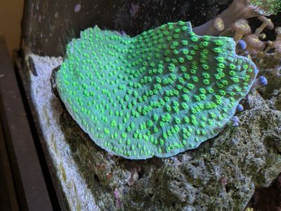 Hollywood Stunner chalice coral